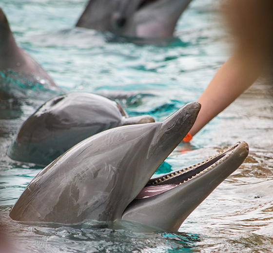 SeaWorld® Orlando